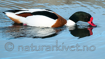 BB 11 0429 / Tadorna tadorna / Gravand